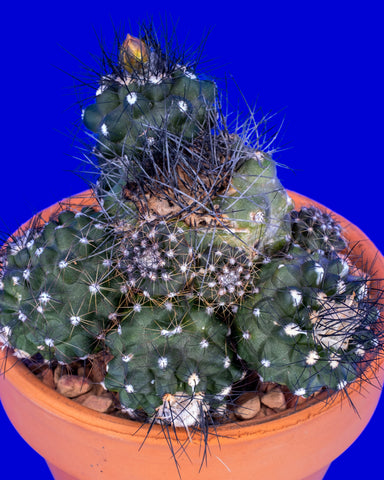 Copiapoa humilis, a rare collector cactus, for sale at Tula Plants & Design.