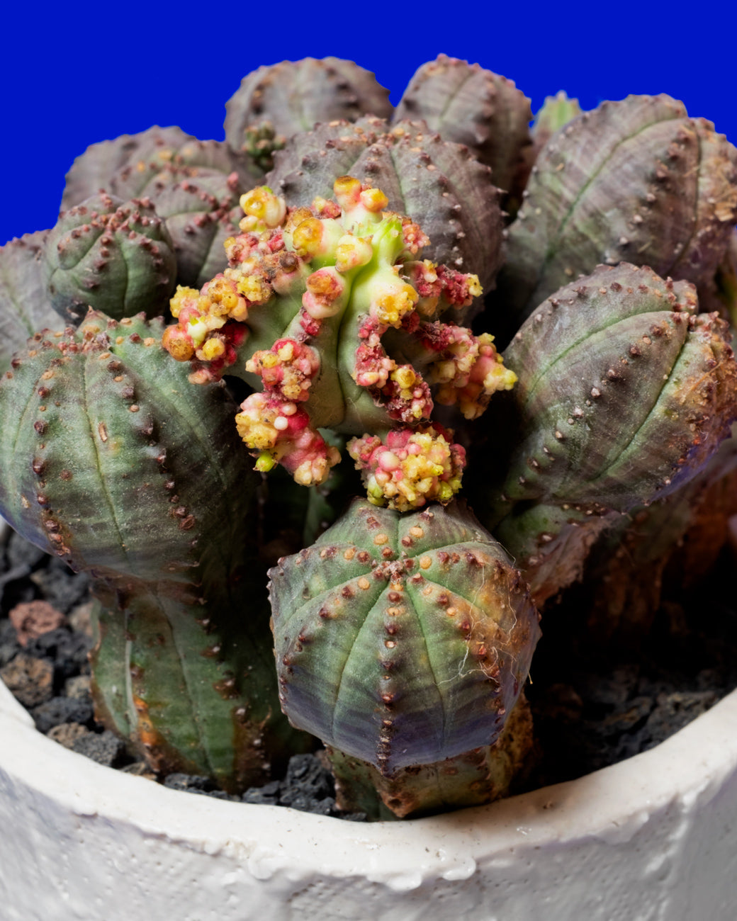Euphorbia pseudoglobosa, with a stunning rainbow coloration, photographed at Tula Plants & Design.