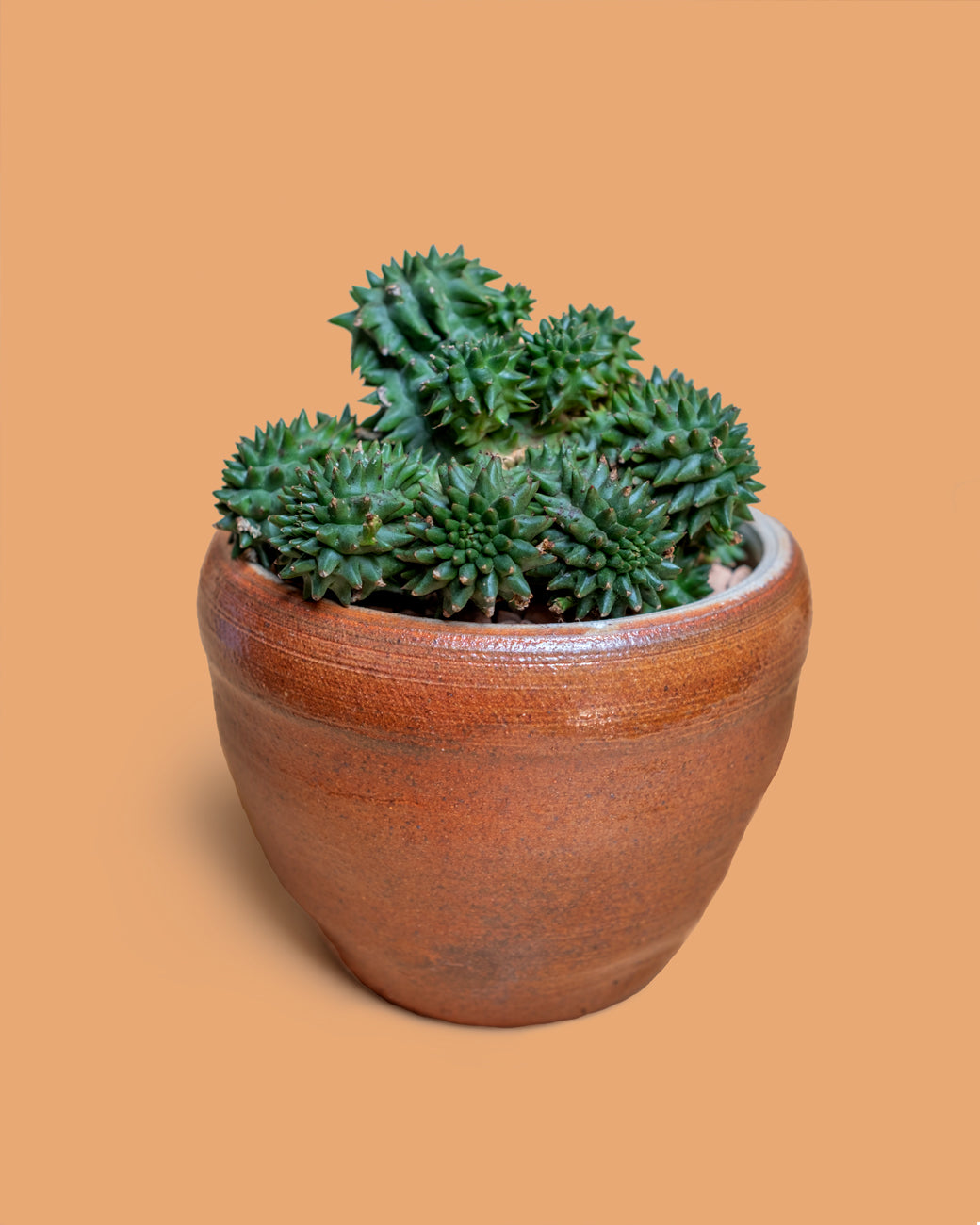 Euphorbia susannae