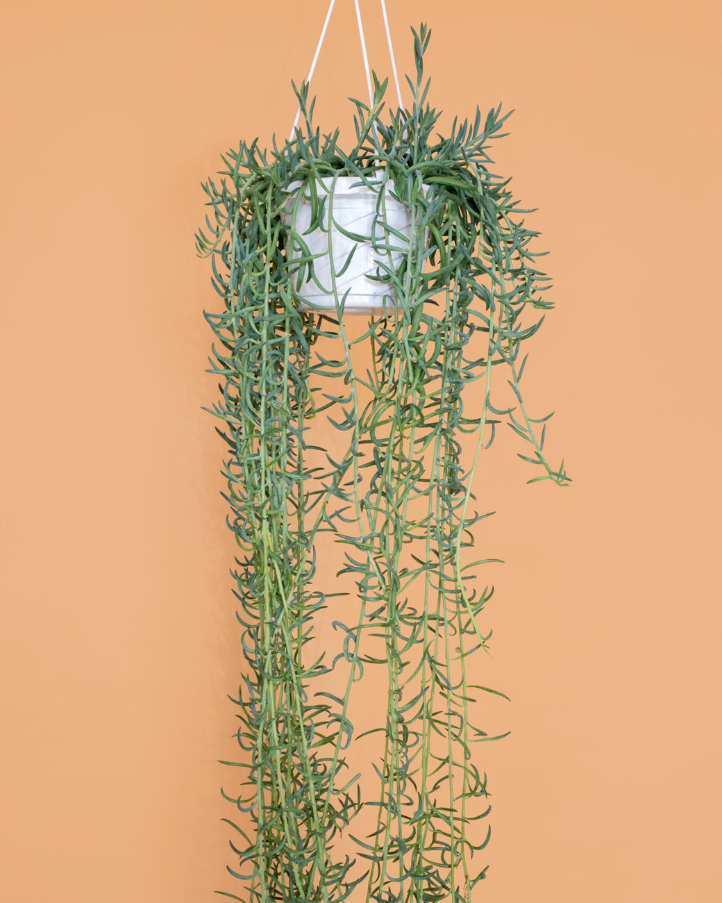 Senecio radicans, or String of Fishhooks, photographed in a hanging basket at Tula Plants & Design.