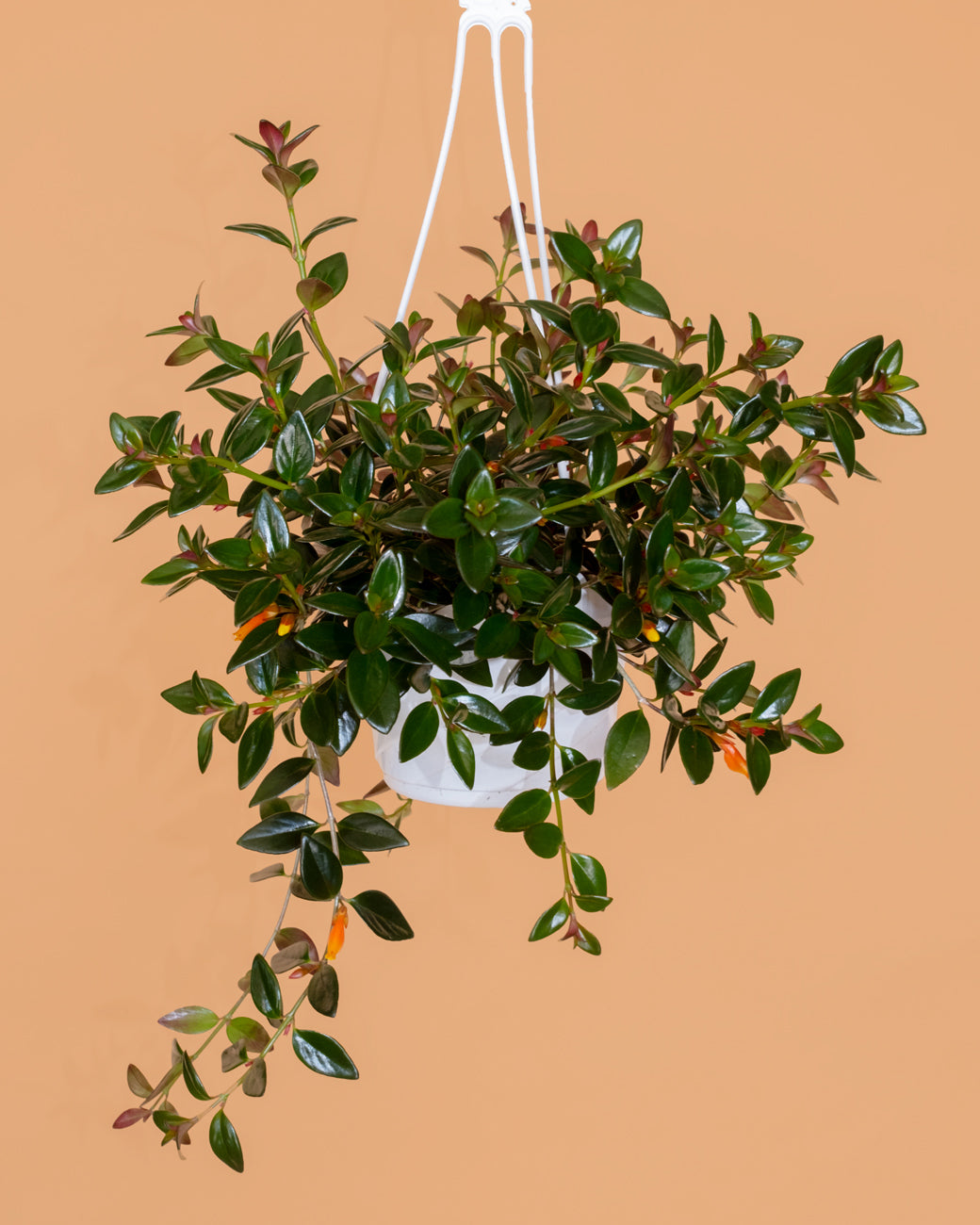 Columnea gloriosa, or goldfish plant, with its orange, fish-shaped flowers, photographed in a hanging basket at Tula Plants & Design.