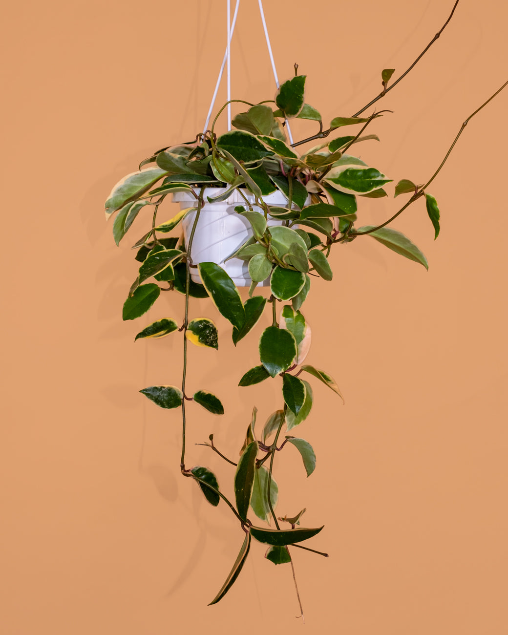 Hoya carnosa variegata 'Tricolor'