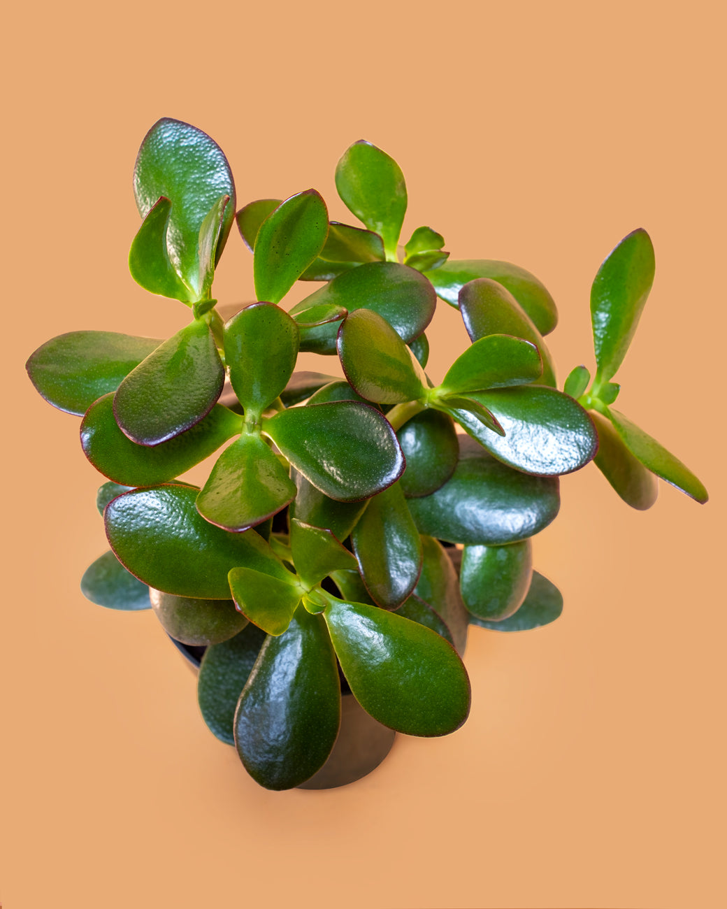 Crassula ovata, or jade plant, photographed at Tula Plants & Design.