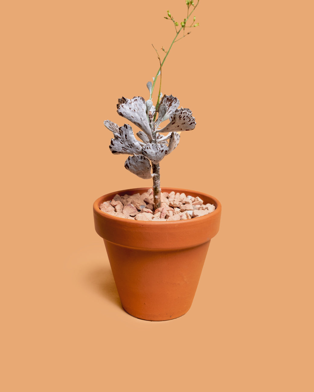 A flowering Kalanchoe rhombopilosa with pie-wedge leaves at Tula Plants & Design.