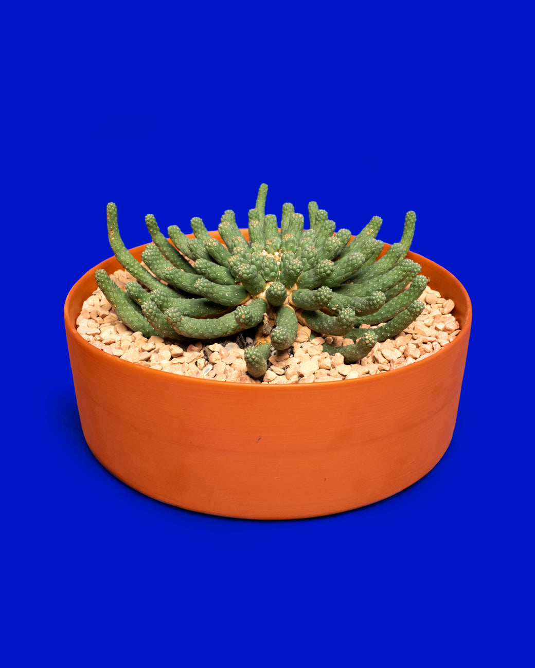 Euphorbia inermis