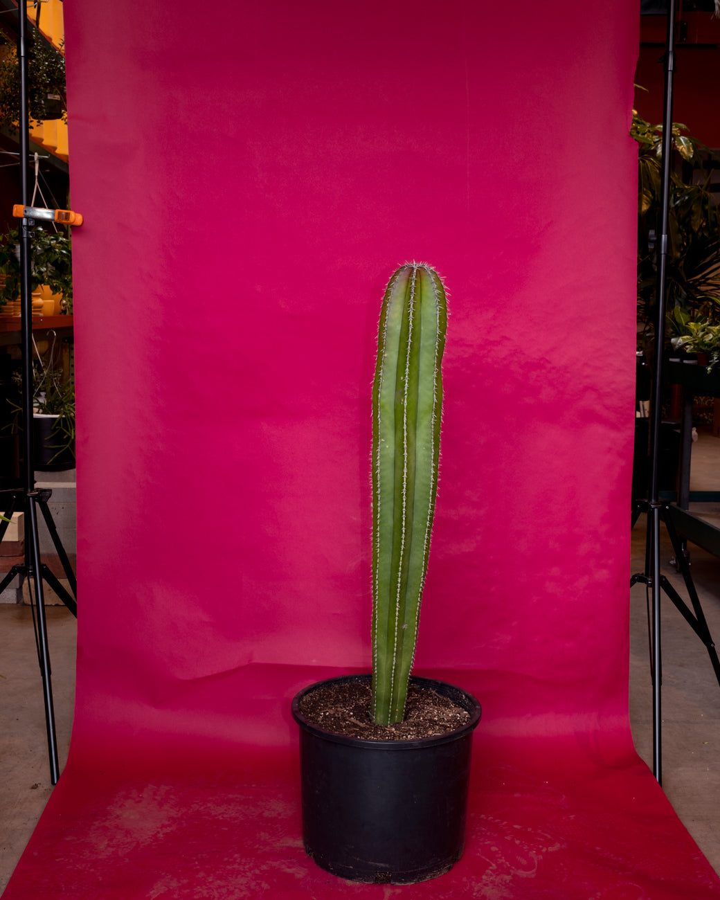 Pachycereus marginatus