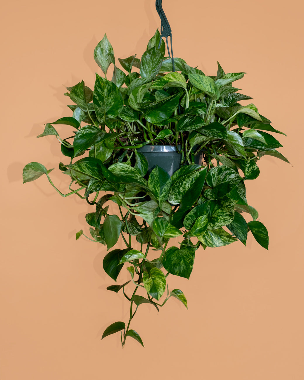 Epipremnum aureum ‘Marble Queen,' cascading from a hanging basket, photographed at Tula Plants & Design.