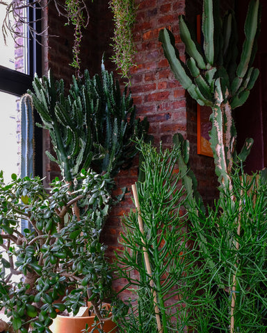 A large Rhipsalis pilocarpa, perfect for use as a mother plant, for sale at Tula Plants & Design.