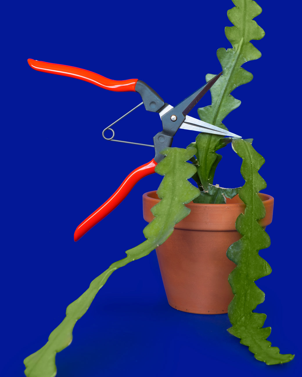 A ric rac cactus (Epiphyllum anguliger) alongside Niwaki Garden Snips, both for sale online at Tula Plants & Design.