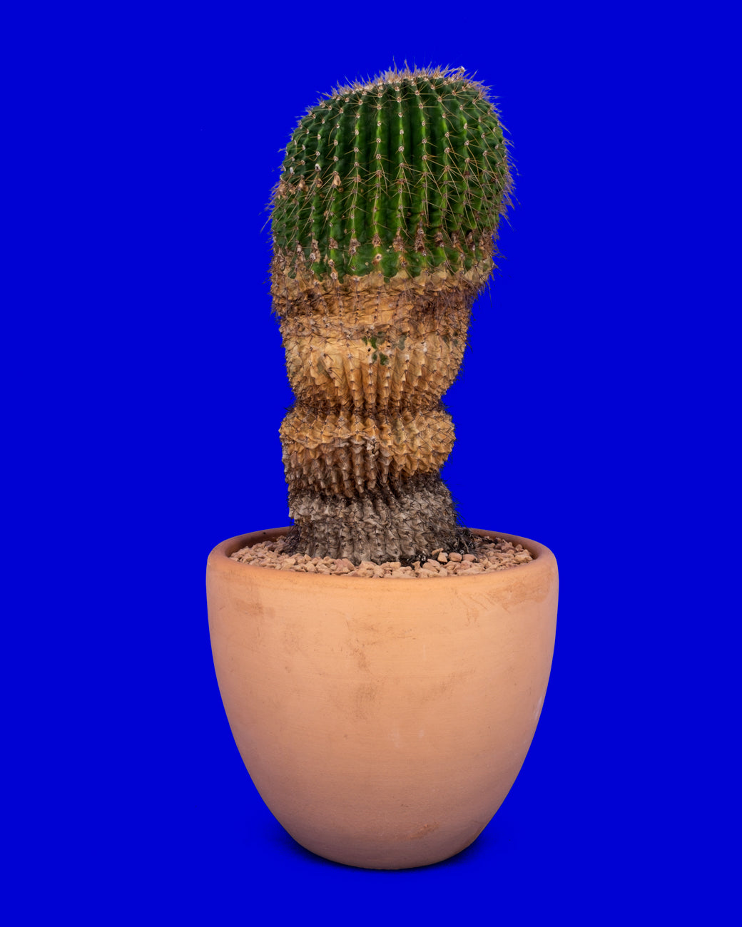 A mature Parodia leninghausii, or Yellow Tower Cactus, for sale at Tula Plants & Design.