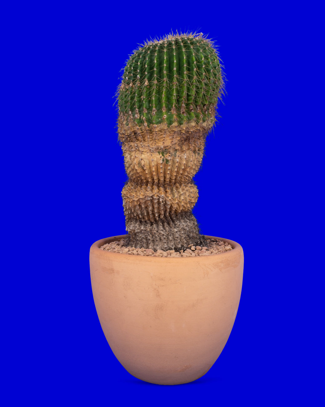 Parodia leninghausii