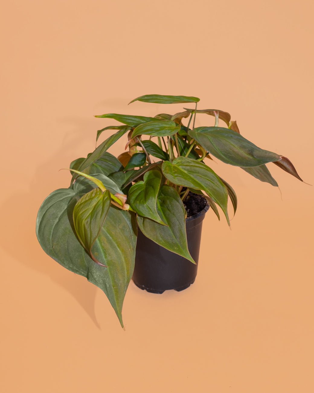 Philodendron micans (Velvet Leaf Philodendron)
