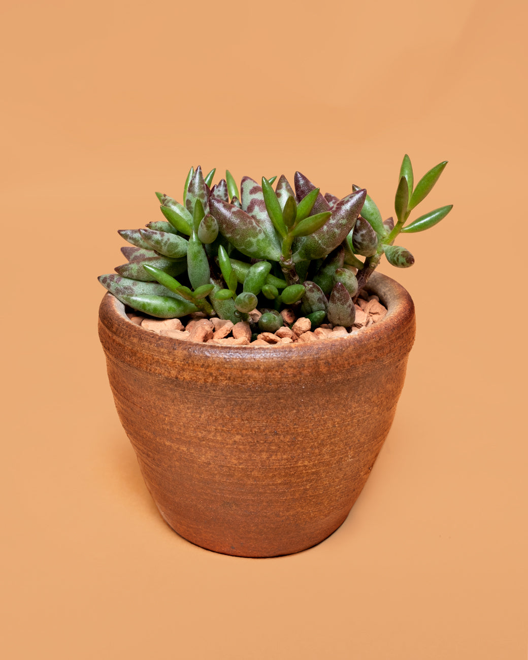 Adromischus filicaulis