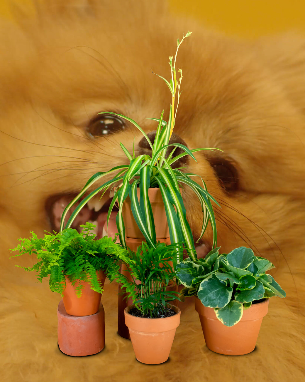 Tula Plats & Design's store pet, the fake macaw Petey the Parrot, roosts above a hanging Goldfish Plant (Columnea gloriosa), which is non-toxic to pets.