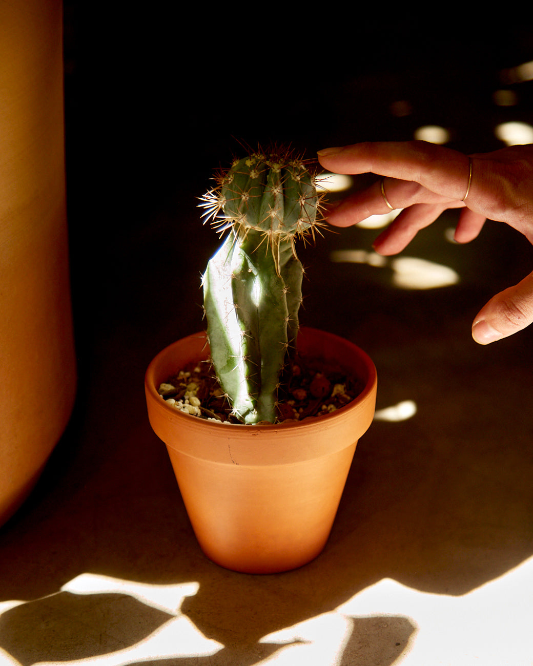 An employee reaches for a grafted cactus at Tula Plants & Design in Brooklyn.