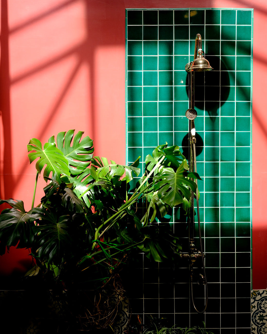 A large Swiss Cheese Plant (Monstera deliciosa) next to the green tile plant shower at Tula Plants & Design.
