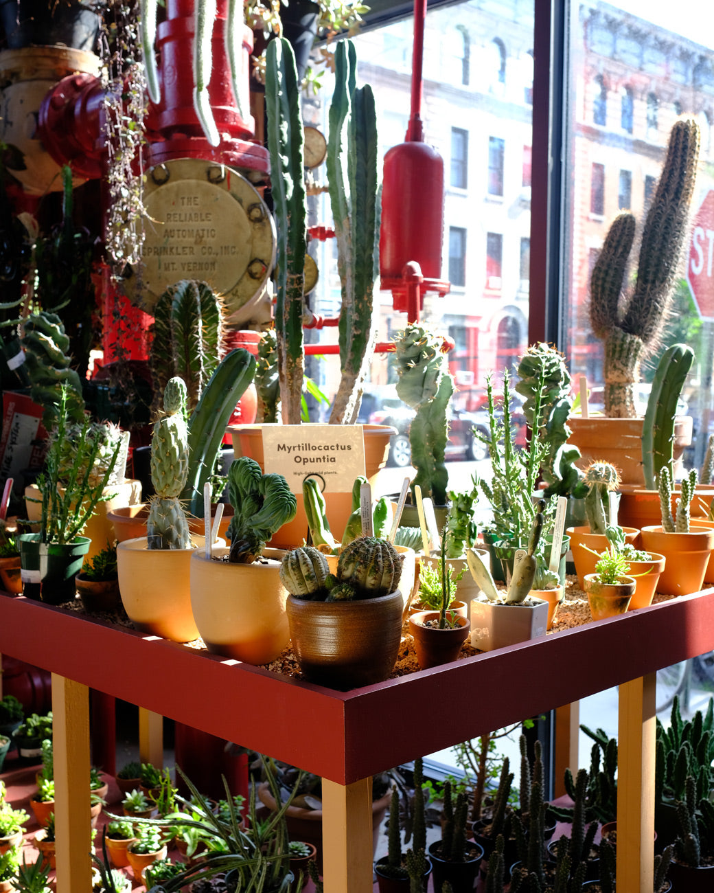 Cacti like Myrtillocactus and Echinocereus at Tula Plants & Design receive direct sun on a hot August day in Brooklyn.