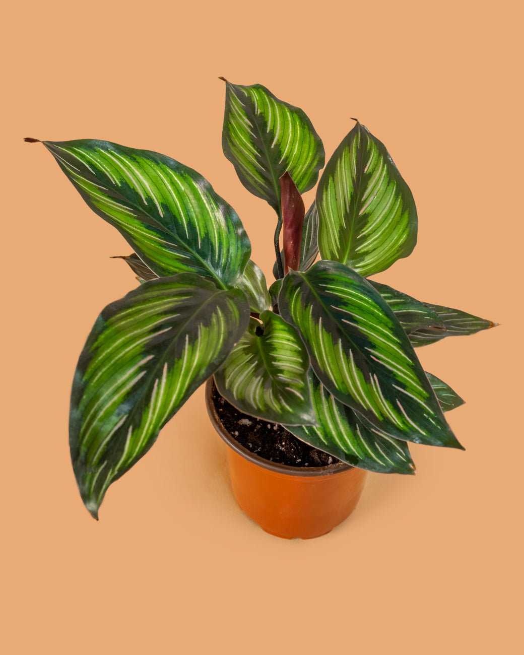 Calathea Beauty Star at Tula Plants & Design