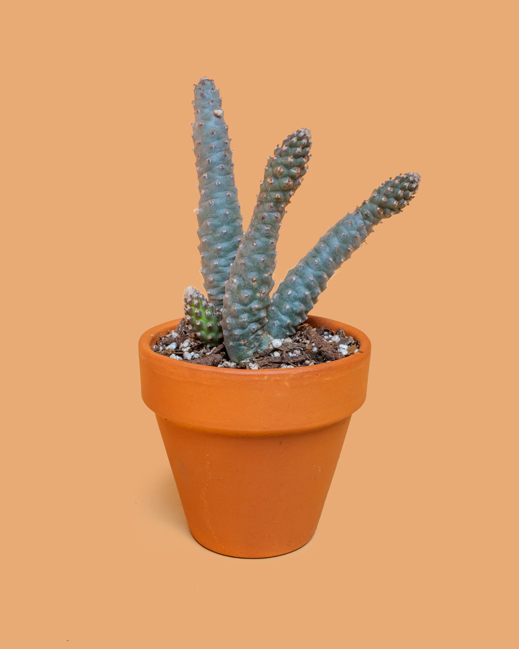 Opuntia strobiliformis