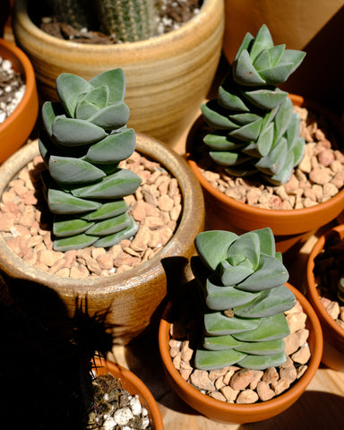 Crassula 'Moonglow', with its thick leaves arranged geometrically in a tower, photographed at Tula Plants & Design.