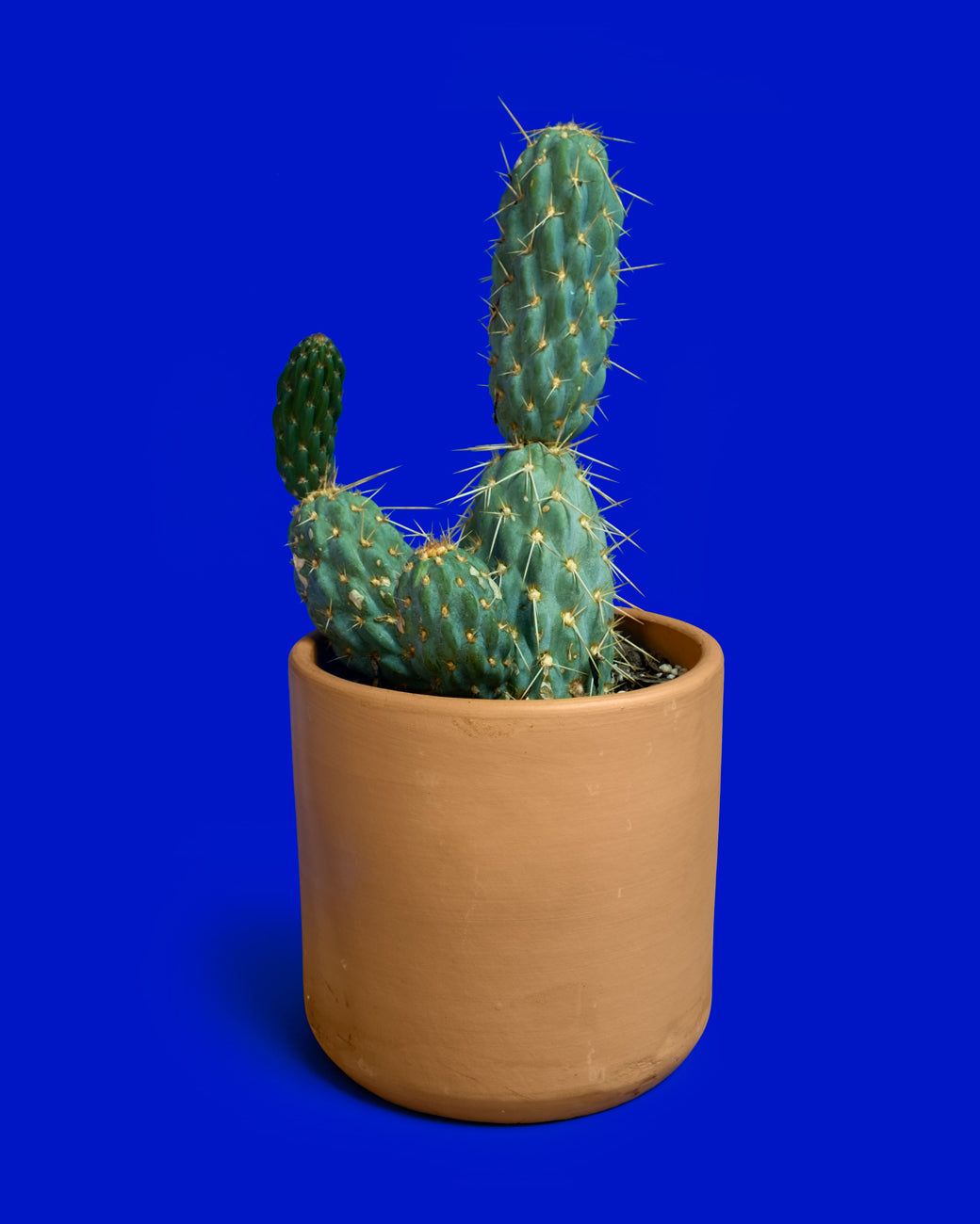 Opuntia miquelii