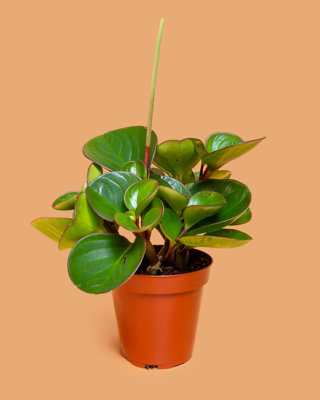 Peperomia obtusifolia