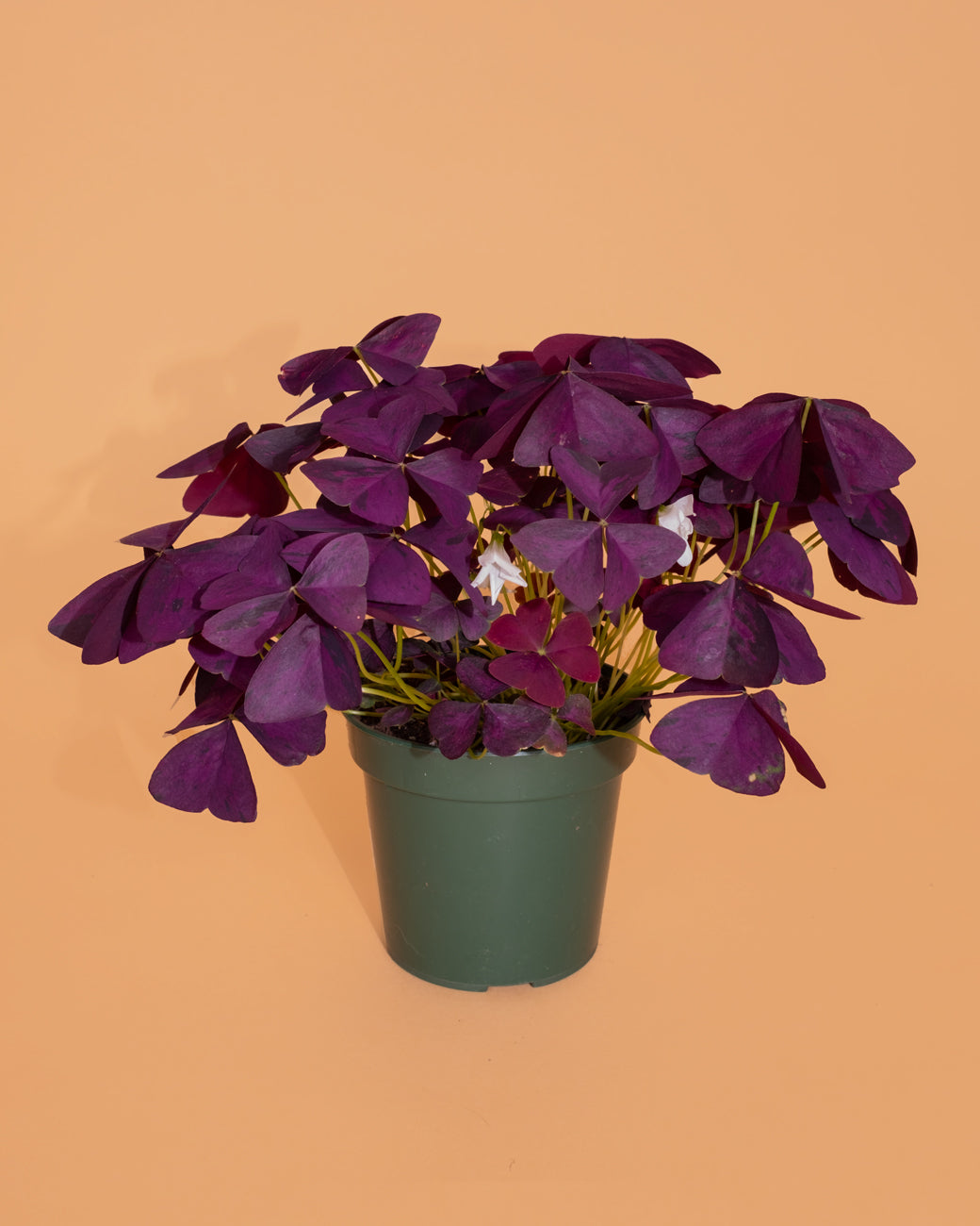 Oxalis triangularis