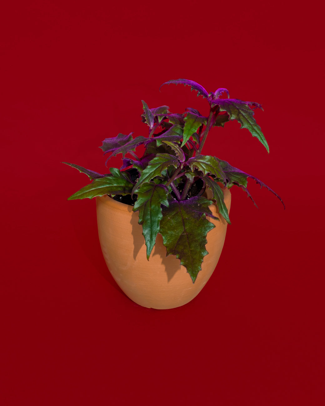 Gynura aurantiaca, or purple passion plant, photographed at Tula Plants & Design.