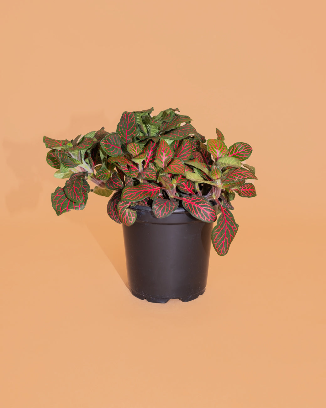 A beautiful Fittonia 'red,' or nerve plant, ready to be repotted at Tula Plants & Design.