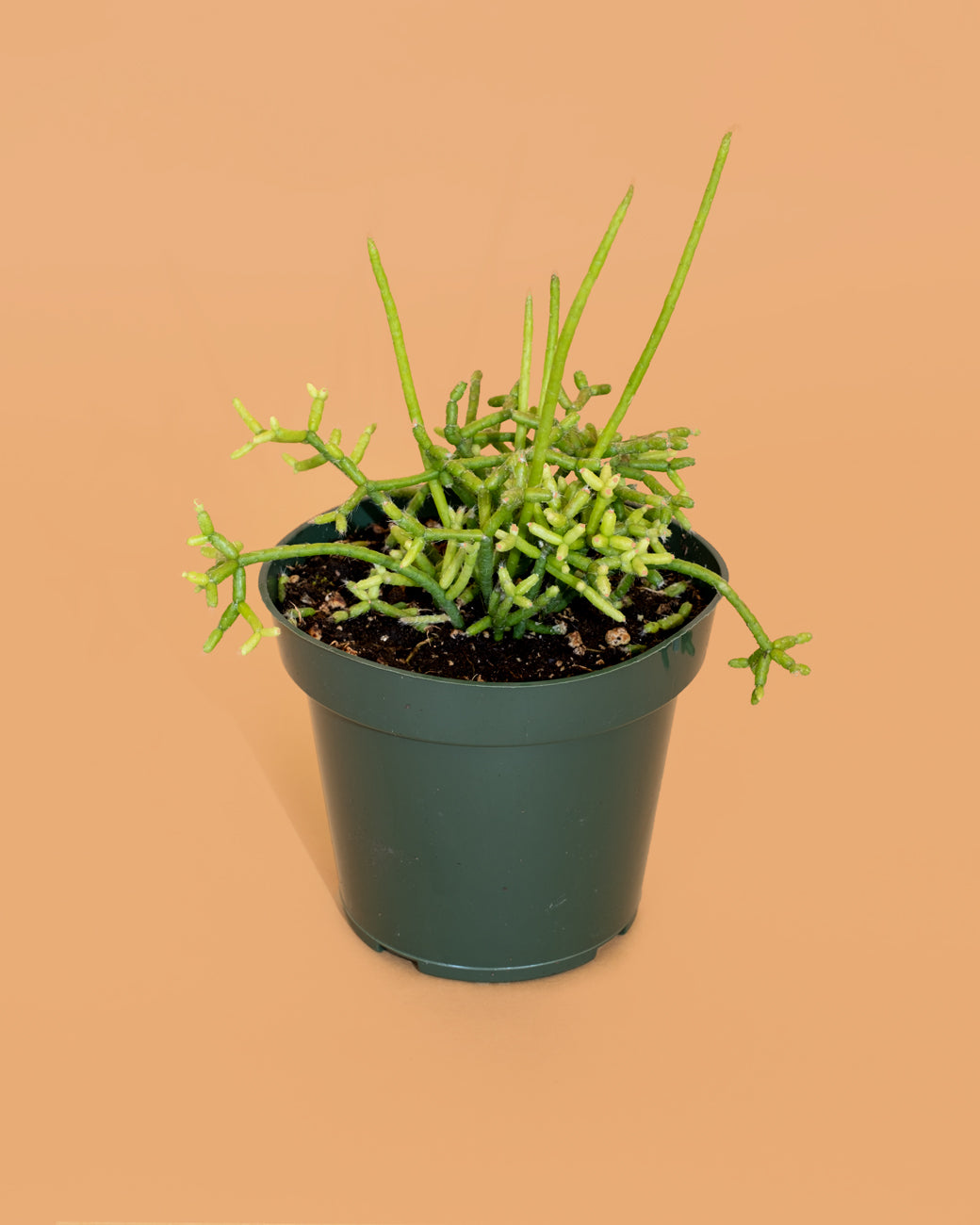 Rhipsalis cereuscula, or coral plant, photographed at Tula Plants & Design.
