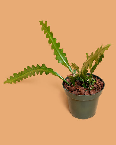 Epiphyllum anguliger, or Ric-Rac cactus, photographed at Tula Plants & Design.