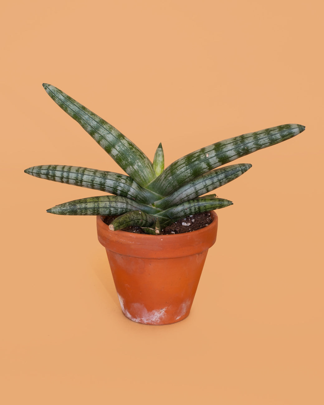 A Sansevieria cylindrica in a terracotta pot