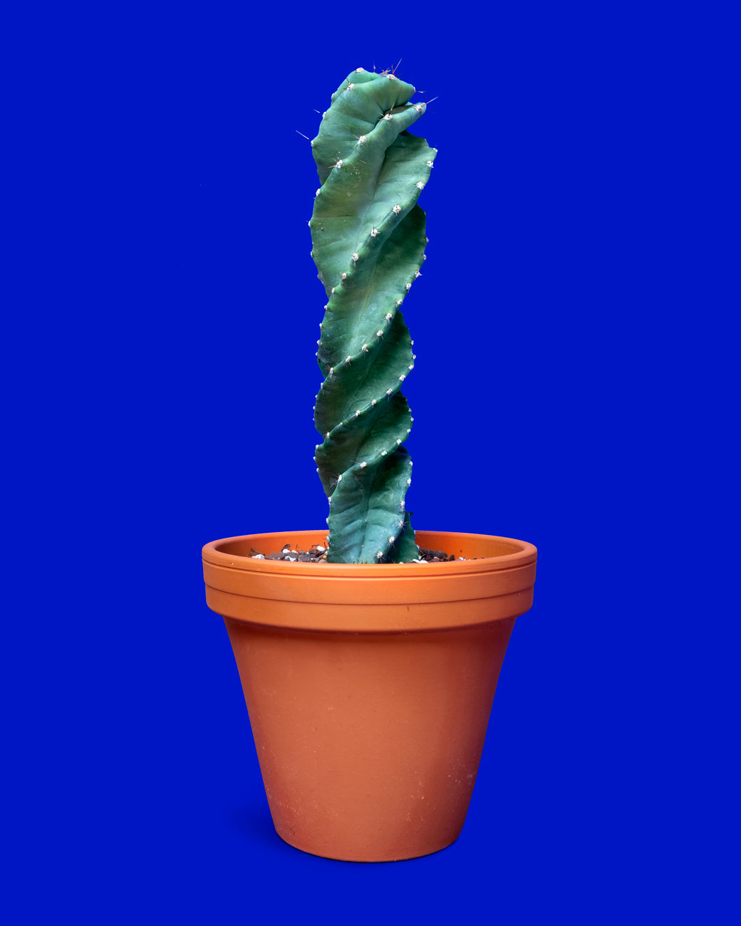 Cereus forbesii ‘spiralis’