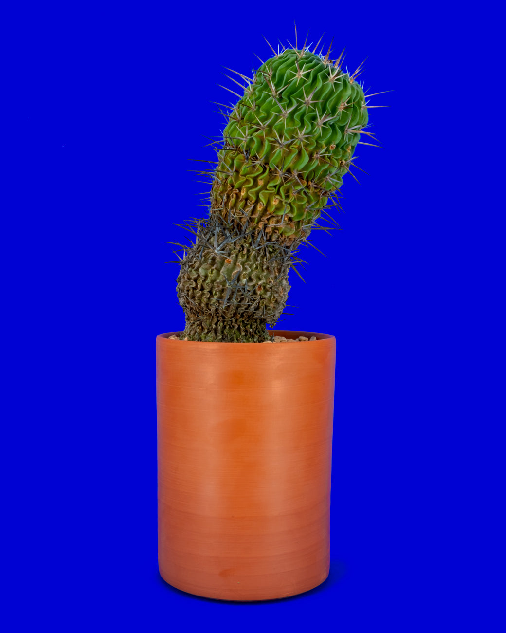 A mature Stenocactus Multicostatus, or Brain Cactus, for sale at Tula Plants & Design. 