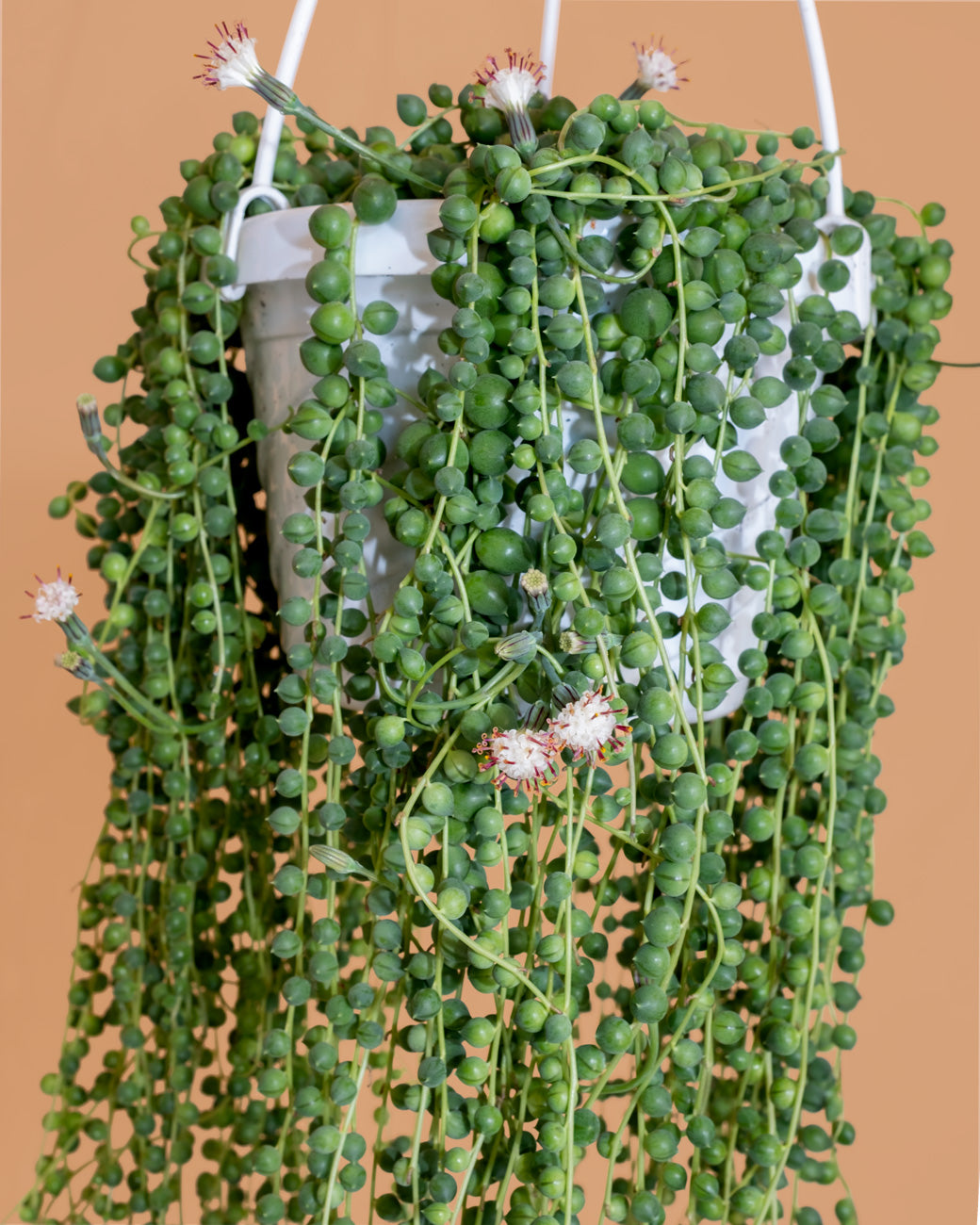 Senecio rowleyanus, or String of Pearls, photographed in a hanging basket at Tula Plants & Design.