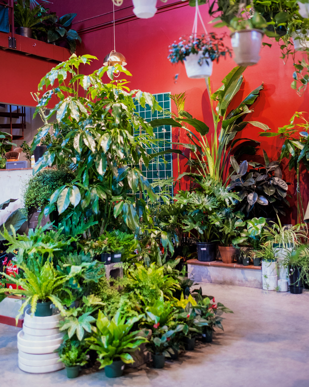 A selection of tropical, summer-growing plants at Tula Plants & Design, including Umbrella Tree (Schefflera amate), Rubber Tree (Ficus elastica) and Bird of Paradise (Strelitzia nicolai).