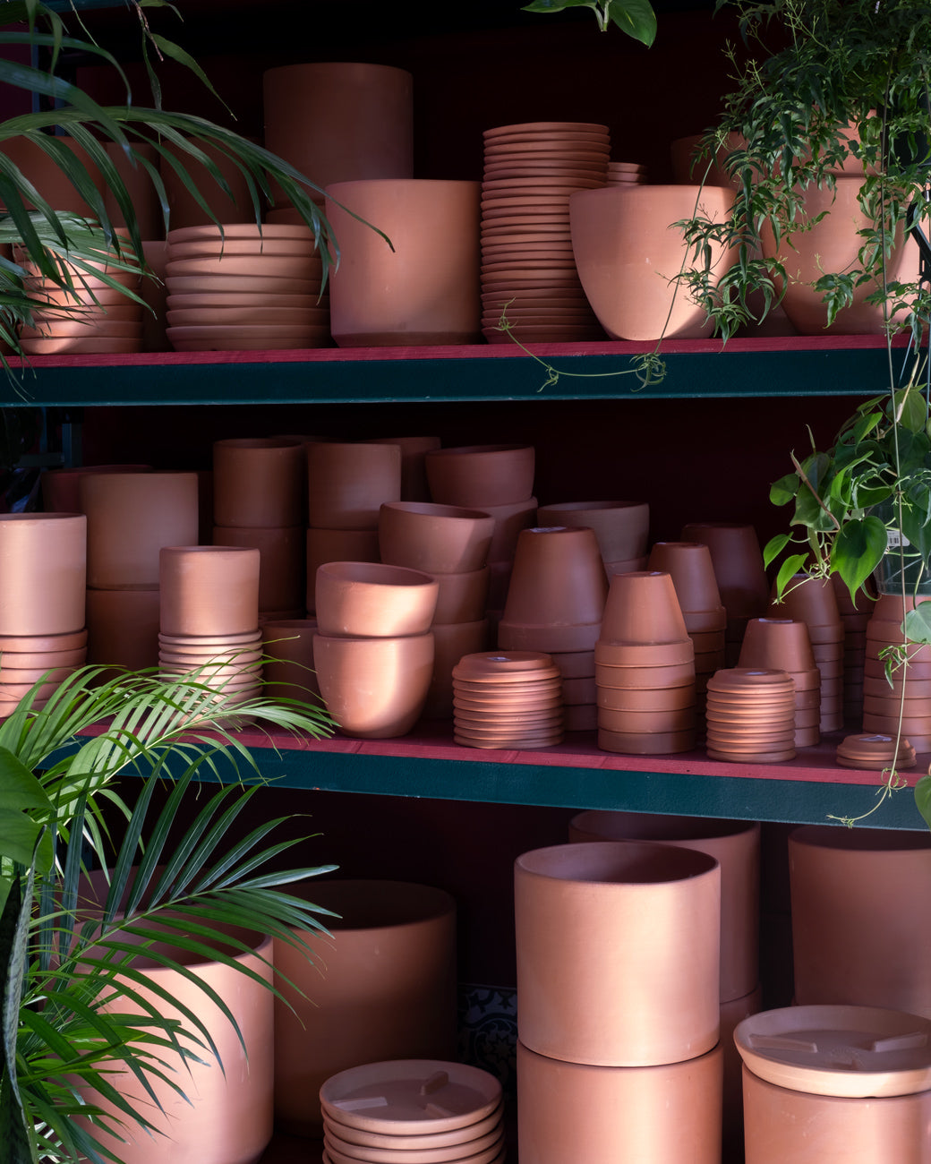 A begonia, potted in one-of-a-kind pottery by Yuko Nichikawa, for sale at Tula Plants & Design.