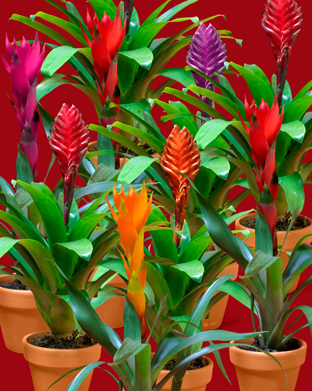 Several epiphytic Bromeliads (Guzmania lingulata), show off their beautiful inflorecences in a rainbow of color at Tula Plants & Design.