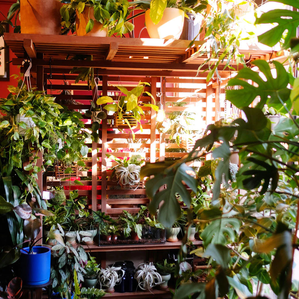 unique house plants bathed in golden light