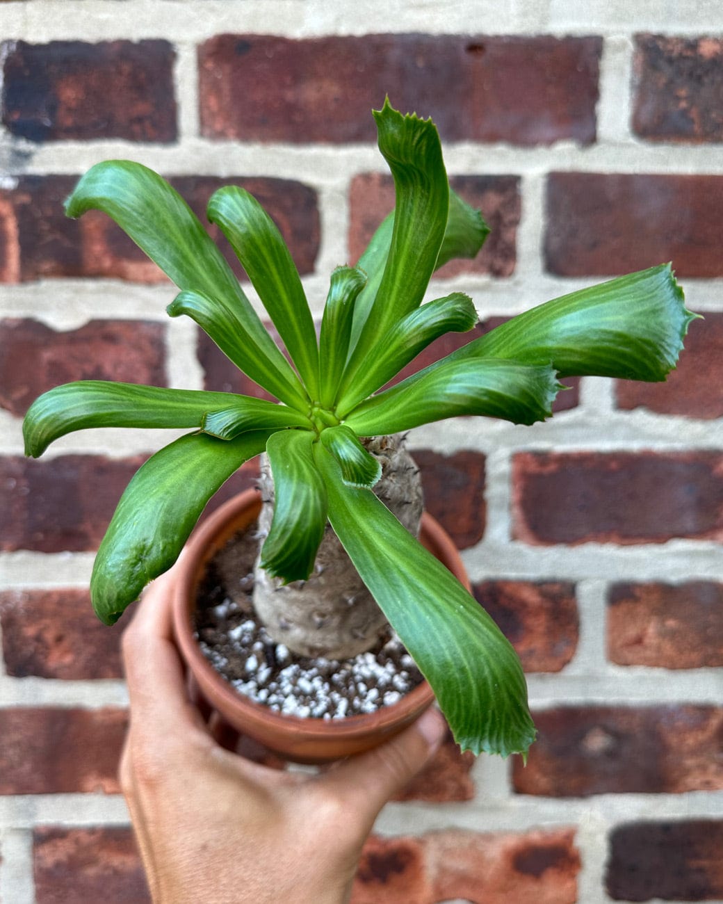 Euphorbia unispina