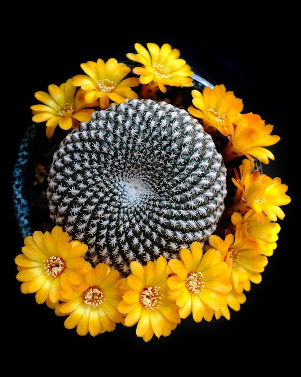 Espoma Organic Cactus! Succulent Plant Food-3