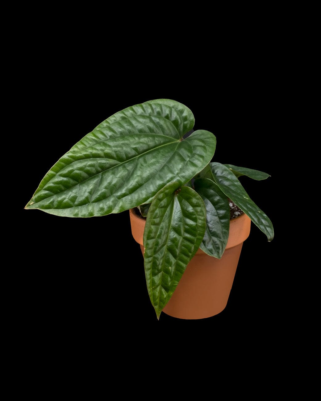 Anthurium Radicans x Luxurians