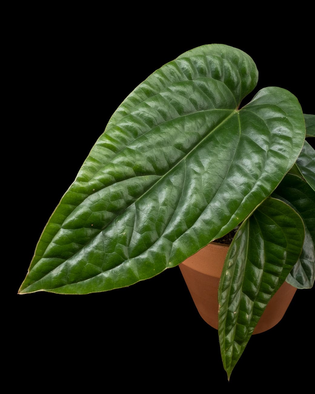 Anthurium Radicans x Luxurians-5