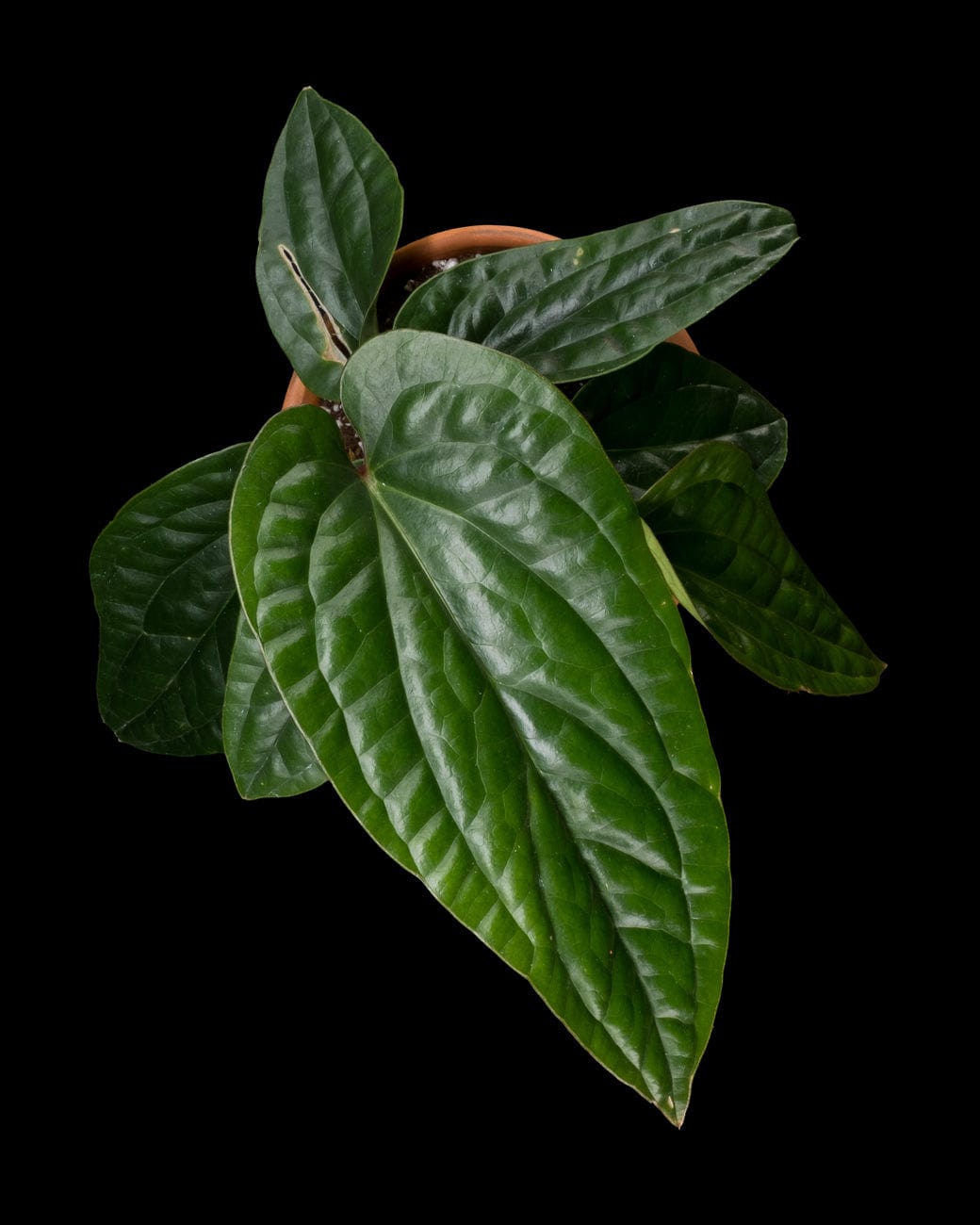 Anthurium Radicans x Luxurians-3