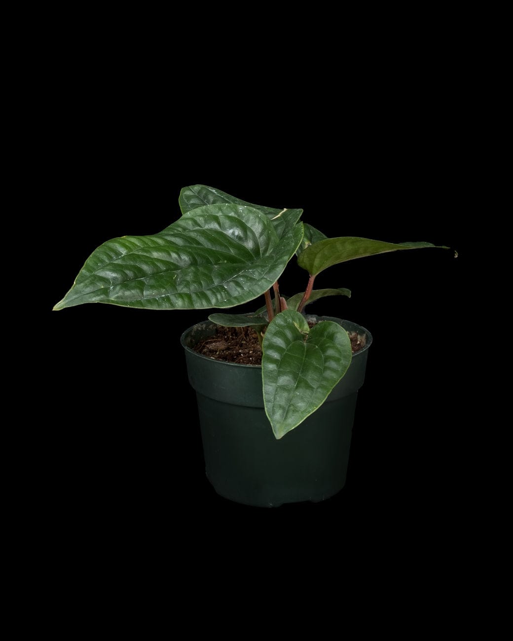 Anthurium Radicans x Luxurians-4