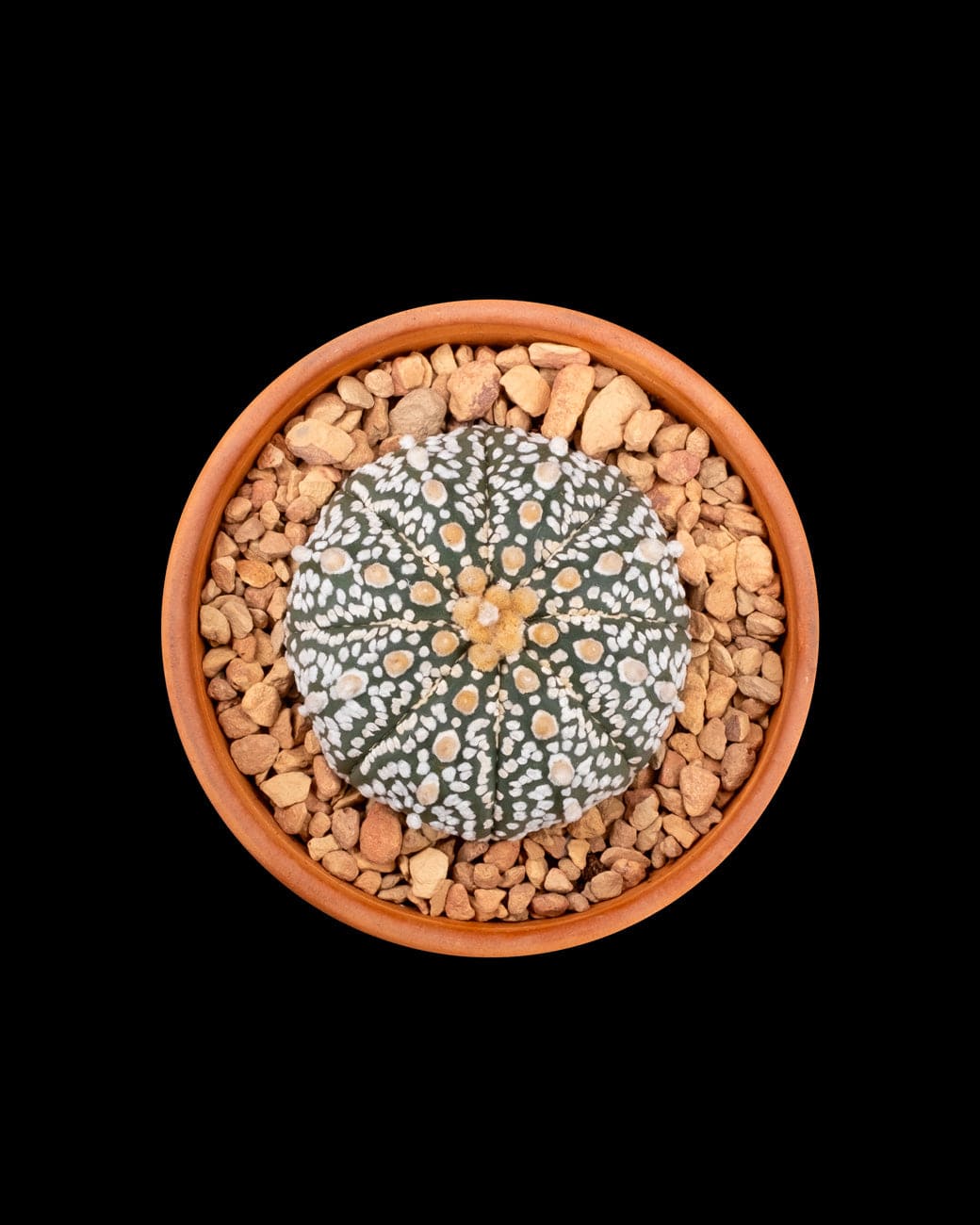 Astropytum Asteria 'Superkabuto'