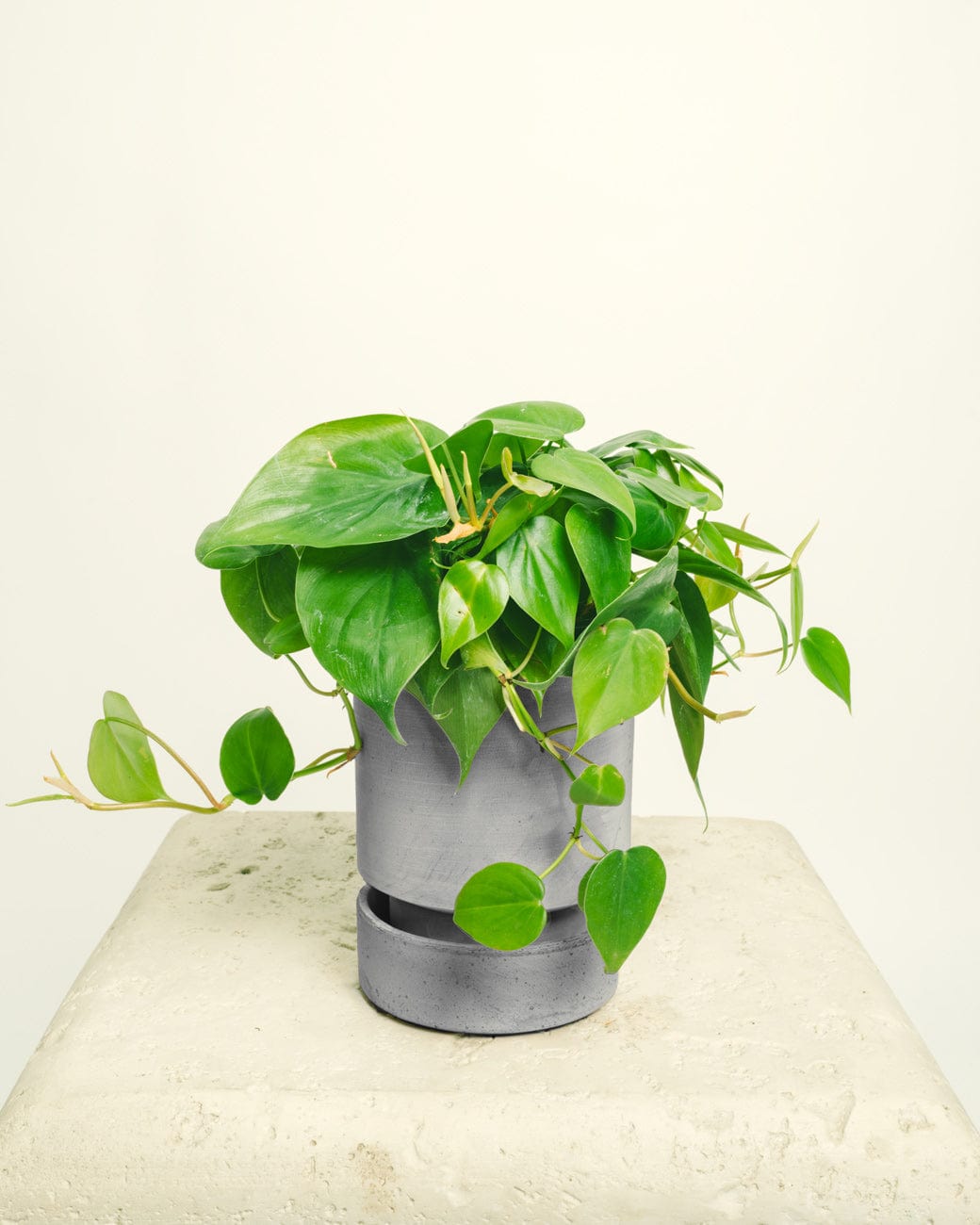 Bergs Hoff Terracotta-4
