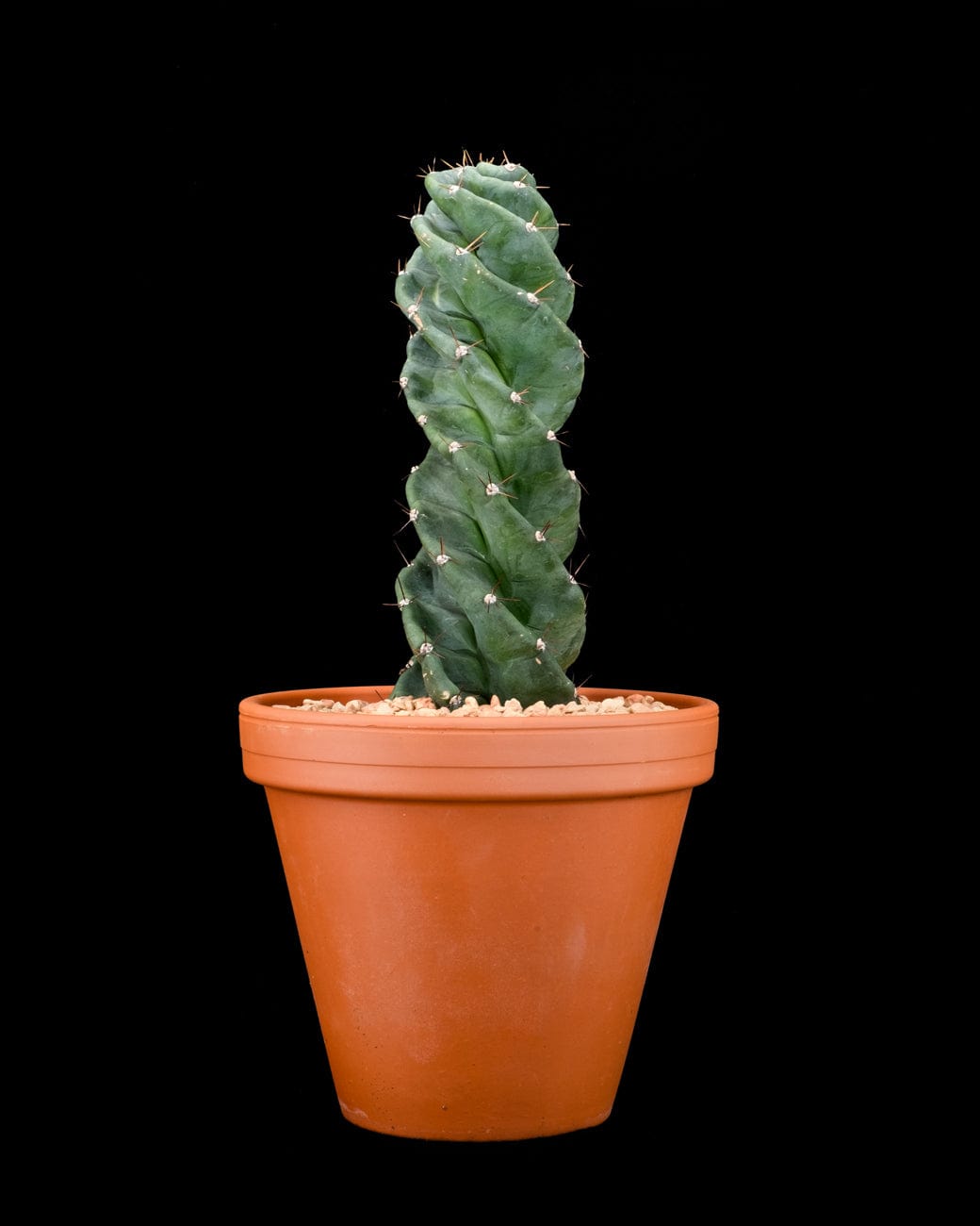 pin cactus Woodpecker Saguaro Desert Cactus Enamel Pin by Badge Bomb – Badge Bomb  Wholesale main image 0