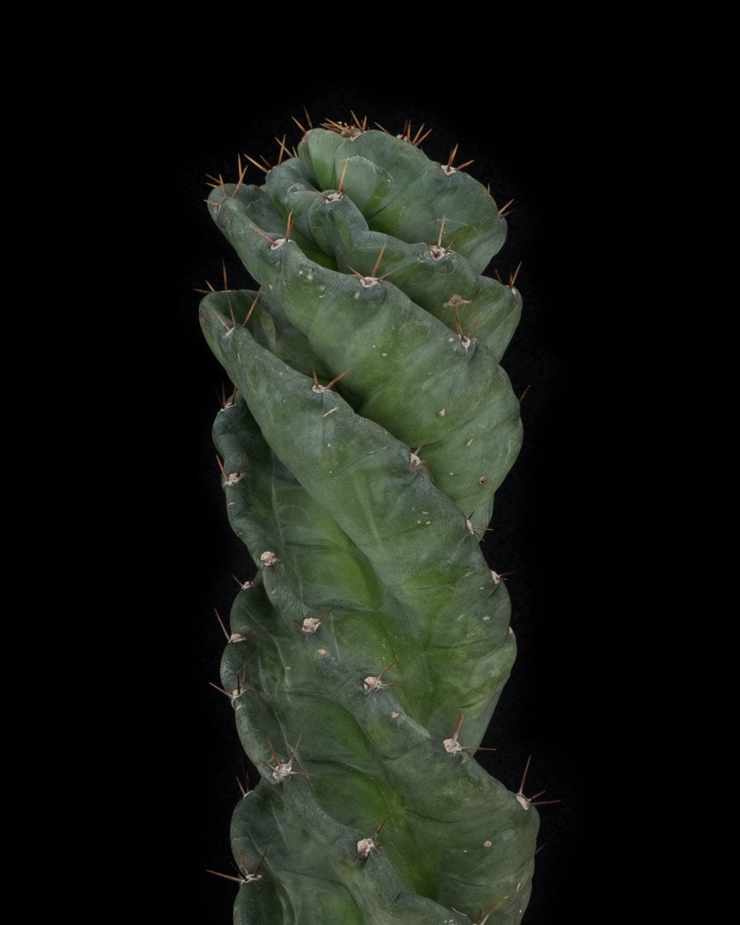 Cereus Forbesii 'Spiralis'-5
