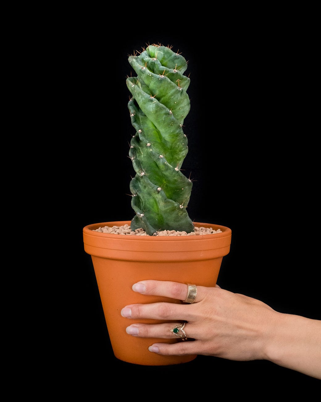 Cereus Forbesii 'Spiralis'-3